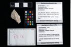 Foto (Objekt + Etikett) von Mundopsidae indet.  (NHMW-GEO-2014-0194-0616)